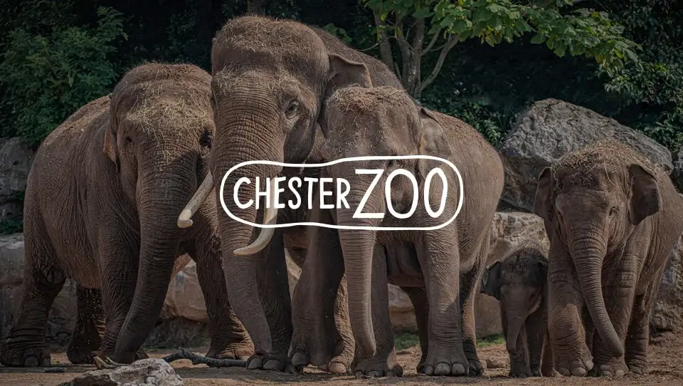 Chester_Zoo_960x542px (2) 2